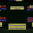 Image-0016.png Chromosome genetic recombination blender 3d