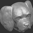 17.jpg Spaniel Cavalier dog head for 3D printing
