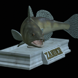 zander-statue-4-mouth-open-4.png fish zander / pikeperch / Sander lucioperca open mouth statue detailed texture for 3d printing