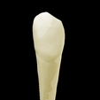 11.png Left Lower Canine #33