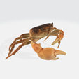 9.png CCRUSTACEAN CRAB WATER RIVER OCEAN SEA ANIMAL Anatomy FISH Pike 5