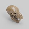 005.jpg Werewolf Skull2