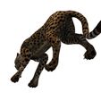 C.jpg DOWNLOAD Cheetah 3d model - animated for blender-fbx-unity-maya-unreal-c4d-3ds max - 3D printing Cheetah - LEOPARD - RAPTOR - PREDATOR - CAT - FELINE