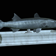 Barracuda-base-10.png fish great barracuda / Sphyraena barracuda statue detailed texture for 3d printing