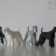 SailorTheMiniSchnauzerDemoPrints4.jpg Sailor - Miniature Schnauzer