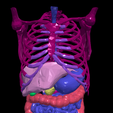 1.png 3D Model of Gastrointestinal Tract with Bones