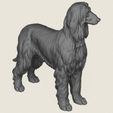 Afghan-Hound-Dog-06.jpg Afghan Hound Dog