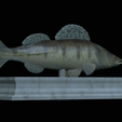 Zander-statue-13.png fish zander / pikeperch / Sander lucioperca statue detailed texture for 3d printing