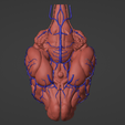 3.png 3D Model of Canine Brain with Arteries