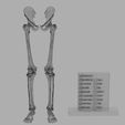 wf.jpg lower Limbs with girdle color coded 3D model
