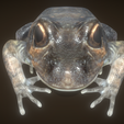 2.png Frog