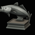 coalfish-open-mouth-statue-box-57.png COALFISH / POLLACHIUS VIRENS trophy with storage space for 3d printing