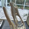 Full size Velociraptor skeleton Part05/05
