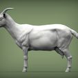 goat2.jpg Goat 3D print model
