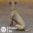 figura-perro-escaner-3d-4.jpg 3D Scanner Dog Figure / Asset Dog Figure