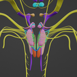 BRAIN-STEM-WITH-CRANIAL-NERVES-AND-NUCLEI-9.png 32-part Brainstem & Midbrain 3D Model with Full Cranial Nerves and Nuclei