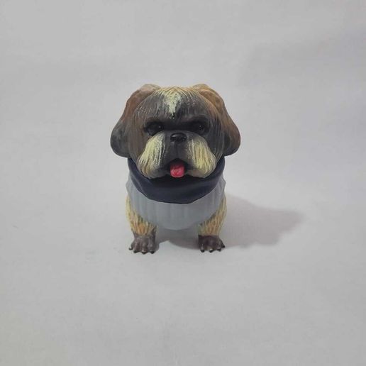 WhatsApp-Image-2024-08-18-at-12.17.10-PM.jpeg Shih Tzu