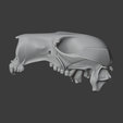 Antilopine-Kangaroo-Skull_front.png Antilopine Kangaroo Skull