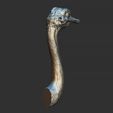 22.jpg Ostrich head