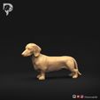 Dachshund-Miniature-Smooth-Haired-Pose-03-Dog-3D-Print-9s.jpeg Teckel miniature à poil lisse Pose 03
