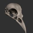 crow1.jpg crow skull STL