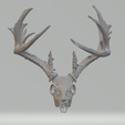 Image-5.png Deer Skull and Antlers