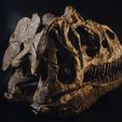 DSC_0176-1500px.jpg Allosaurus skull