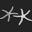 02_starfish-4-3d-print-aquarium-3d-model-obj-fbx-stl.jpg Starfish 4 - 3D Print - Aquarium - Sea Life