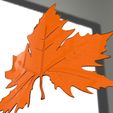 2.jpg plane tree leaf