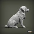 miniature-australian-shepherd3.jpg Miniature australian shepherd 3D print model