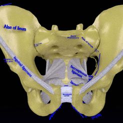 Pelvis-diamension-a.jpg Female pelvis clinical Pelvimetry dimension