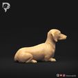 Dachshund-Smooth-Haired-Pose-07-Dog-3D-Print-3s.jpeg Teckel à poil lisse Pose 07