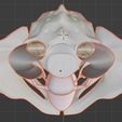 10.jpg 3D Model of Female Reproductive, Urinary System, Hip and Sacrum