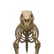 WhatsApp-Image-2025-09-22-at-18.24.16.jpeg capybara skeleton