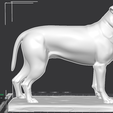 rottmed.png Rottweiler