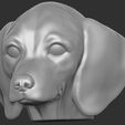 14.jpg Puppy of Dachshund dog head for 3D printing