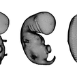 4_Weeks_Wireframe.png 3D file 4 Weeks Human embryonic (baby stages)・3D printing design to download