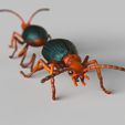 Bomberdier-beetle.1893.jpg Bombardier beetles