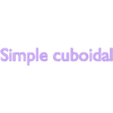 Episimple_cuboidal_epi_TEXT.stl epithelial cells types collection 3D