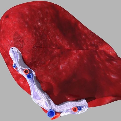 ⚕️ Modèle 3D de microscopie de l'anatomie de la rate étiquetée・Fichier ...