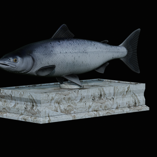 Salmon-statue-box-1-2.png fish sculpture of a Atlantic salmon / salmo salar with storage space / for 3d printing