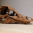 IMG_20210421_004018.jpg Dinosaur skull -  Struthiomimus altus
