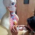 20190707_1720432.jpg Modèle de torse d'anatomie humaine
