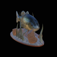 bass-na-podstavci-10.png bass 2.0 underwater statue detailed texture for 3d printing