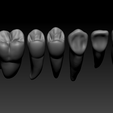 lingual-oblique.png full anatomy upper and lower teeth 1