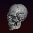 8.png Skull detailed