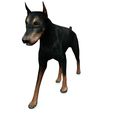 0000.jpg DOG DOG DOWNLOAD Dóberman 3d model Animated for Blender - fbx - unity - maya - unreal - c4d - 3ds max - 3D printing DOBERMAN DOG DOG PET CANINE POLICE WOLF DOG