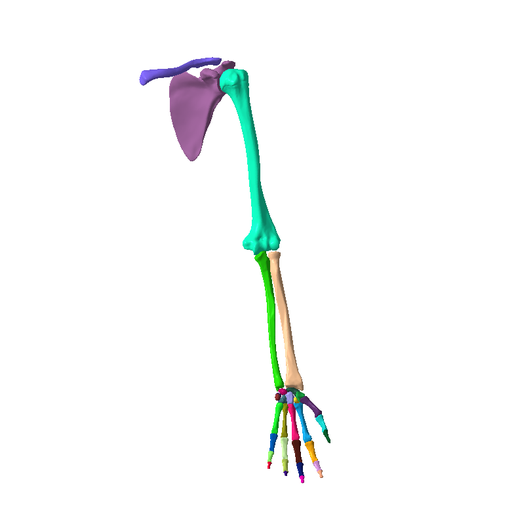 1.png SKELETON OF  LEFT UPPER  LIMB 32 PARTS