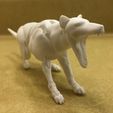 IMG_7045.jpg 1/12 Scale Thylacine Action Figure