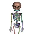 Capture2.jpg Fetus infant skeleton